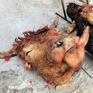 Markt in Huanan,
Kuhkopf steckt die Zunge raus
(9809)