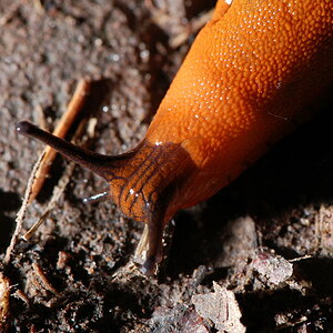 schnecke