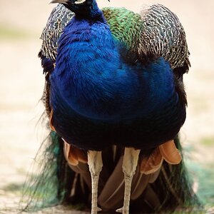 web Vogelpark Abendsberg 100516 4434