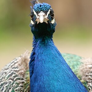 web Vogelpark Abendsberg 100516 4447