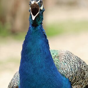 web Vogelpark Abendsberg 100516 4452