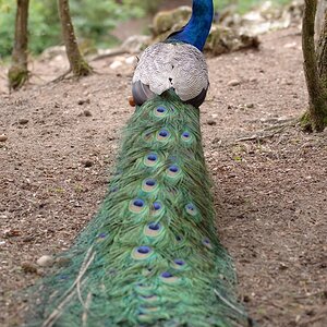 web Vogelpark Abendsberg 100516 4464