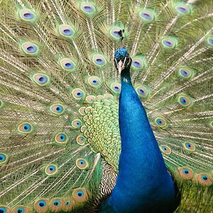 web Vogelpark Abendsberg 100516 4491