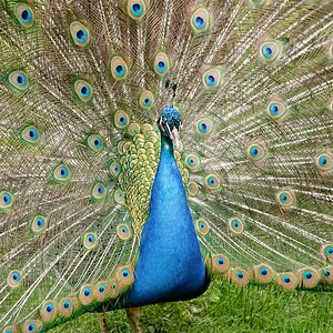 web Vogelpark Abendsberg 100516 4493
