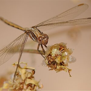 DSC 8812
