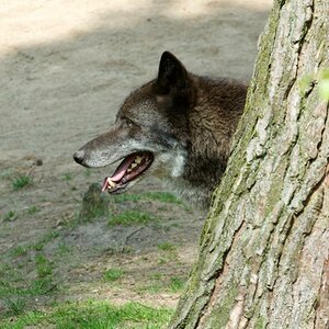 Wolf (Tierpark Gangelt)