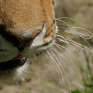 Crop TIger