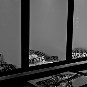 Reptilienbörse www