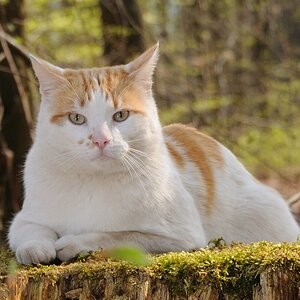 Waldkatze