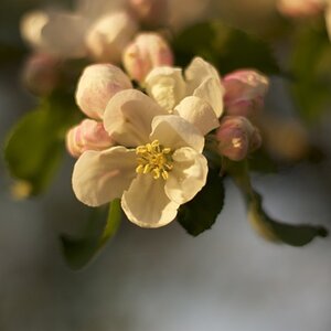 0815 Blüte