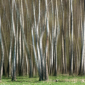 birch grove