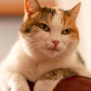Katzenportrait