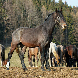 Lippizaner in Schwarz