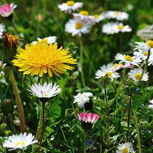 20100422 161206 blumenwiese