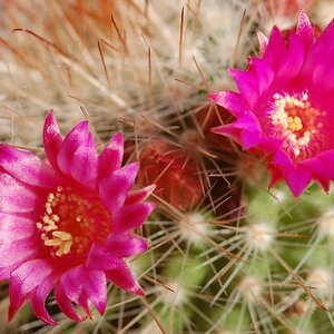 kaktusblüte3