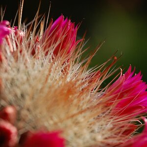 kaktusblüte1