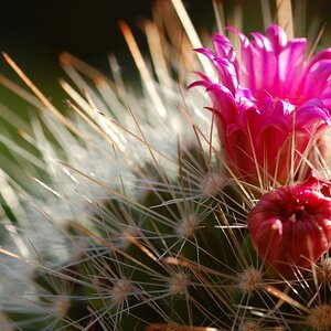 kaktusblüte4