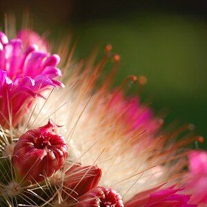 kaktusblüte5
