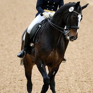01 pferd internatio