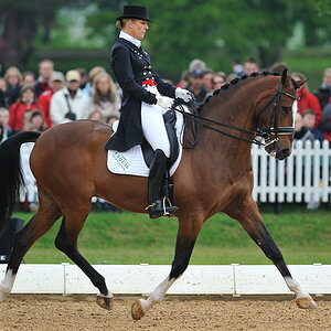 04 pferd internatio
