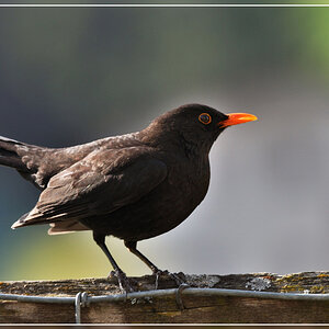 Amsel1