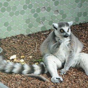 Gemütliche Brotzeit - the lemur style