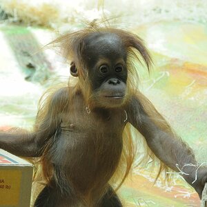 Orang-Utan Nachwuchs