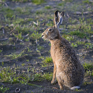 Hase1