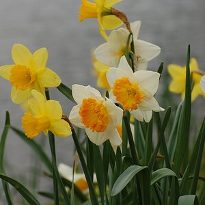 DSC 1743