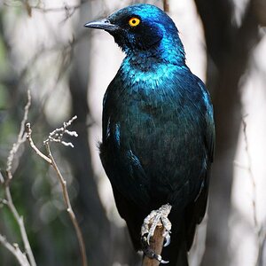 Riesenglanzstar
Solitaire, Namibia
(5760)