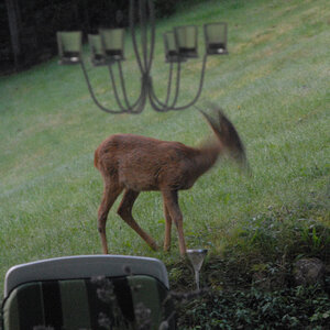 Rehe 2