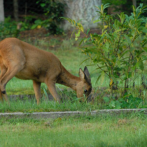 Rehe 5