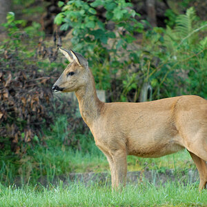 Rehe 6