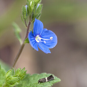 Blumen- oder Insektenmakro?