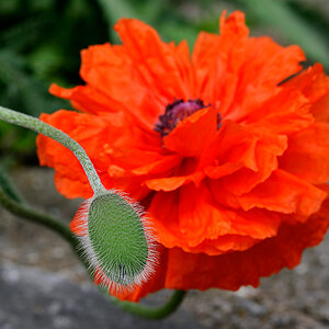 Mohnblüte