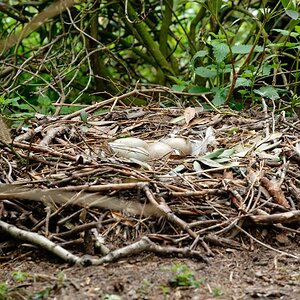 web Vogelpark Abendsberg 100516 4512