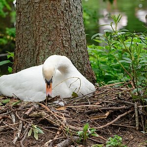 web Vogelpark Abendsberg 100516 4558