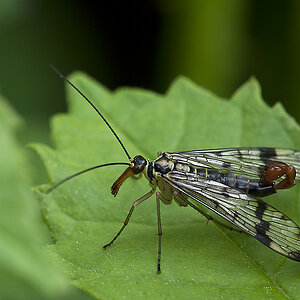 2010 05 18 Scorpionfliege 02
