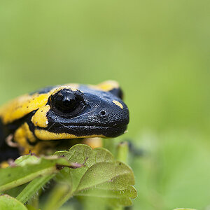 Feuersalamander 02