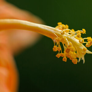 Hibiscus