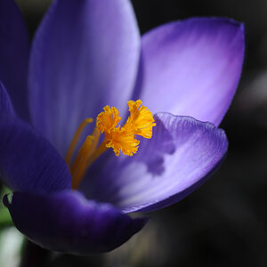 Krokus
