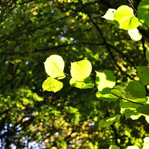 mit Nikon D5000