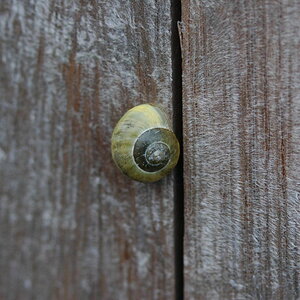 mit Nikon D5000