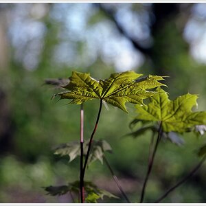 DSC5387 nff