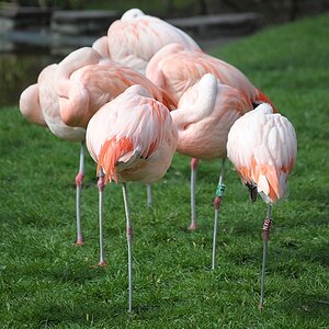 Flamingos