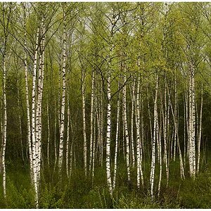 Birch Tree - 
Meine Art Wald zu fotografieren
