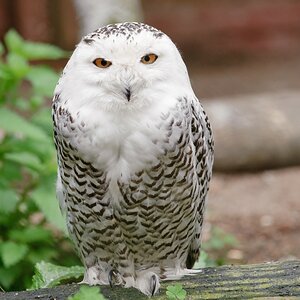 web Vogelpark Abendsberg 100516 4571