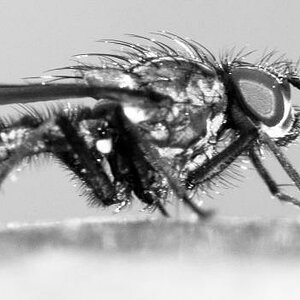 insektinsekt sw
