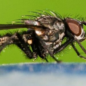 insektinsekt farbe