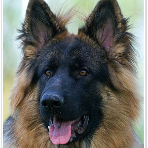 Maverick